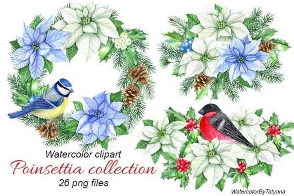 White and Blue Christmas Poinsettia Png Illustrations